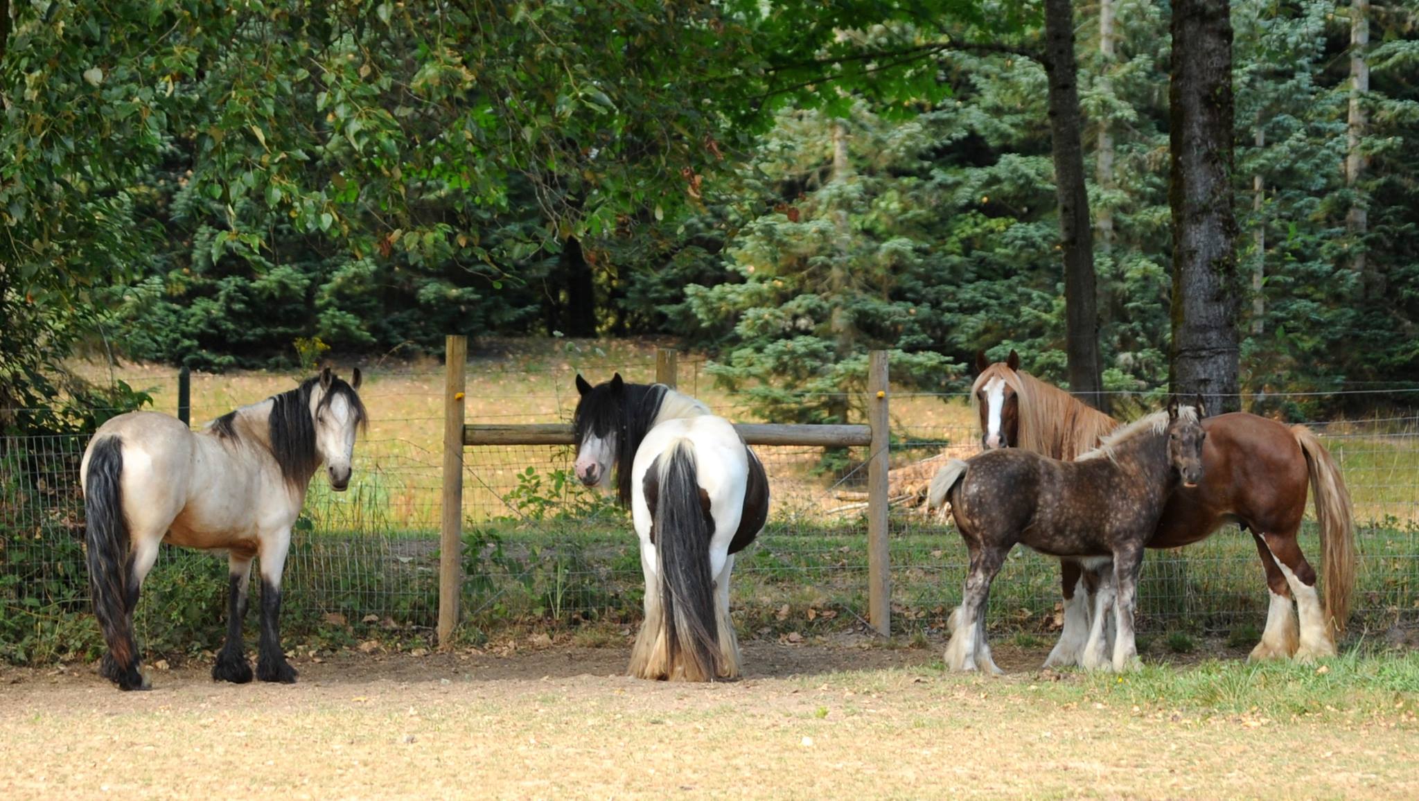 Rocking Horse Gypsy Cobs, Washington State.jpg